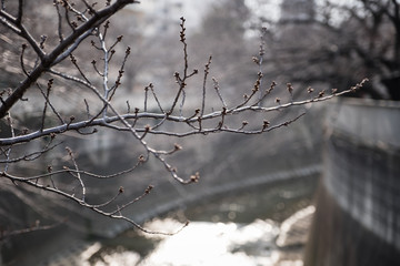 Beautiful flowering Japanese cherry - Sakura. Background with branch befor blossoming