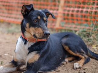 Black, White, and Tan Farm Dog Lays in the Dust