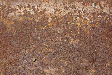 verrostete Eisenplatte mit Schnecke-0051