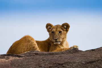  small lion on black rock in Kenia