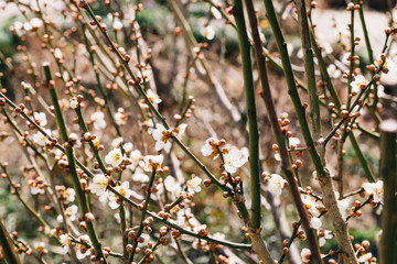 Beautiful flowering Japanese cherry - Sakura. Background with flowers , vintage hipster filter