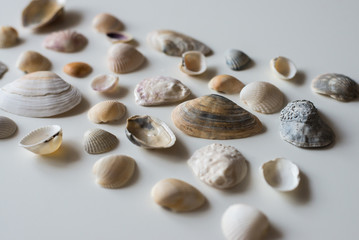 sea shells isolated on a white background. Excellent texture, different colors and shape.