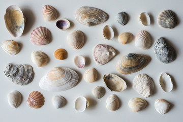sea shells isolated on a white background. Excellent texture, different colors and shape.