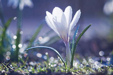 Beautiful white crocus flower in drops of water on a sunny sprin