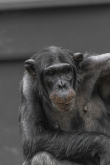 Thinking chimpanzee portrait close up