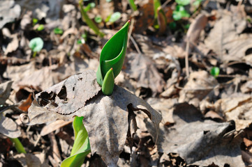 Tulip and old leaf/ Tulip is growing through the old maple leaf, Moscow, Russia