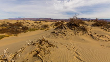 Fototapeta na wymiar Desert sand dunes with dead trees. Mesquite Flat Sand Dunes, Death Valley National Park, California