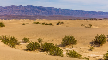 Fototapeta na wymiar Sand dunes are nearly surrounded by mountains on all sides. View of dry hot arid landscape of wilderness. Mesquite Flat Sand Dunes, Death Valley National Park, California