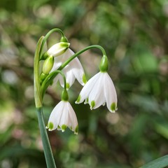 Summer snowflake - Leucojum aestivum