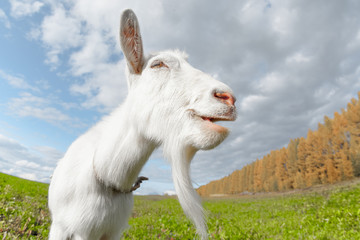 Happy goat