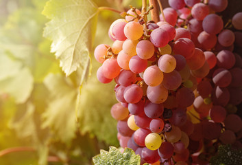 Close-up Ripe grapes in fall. Vineyards before sunset in autumn harvest.
