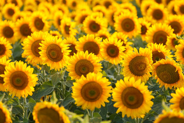Fototapeta premium Sunflower field, backlit.