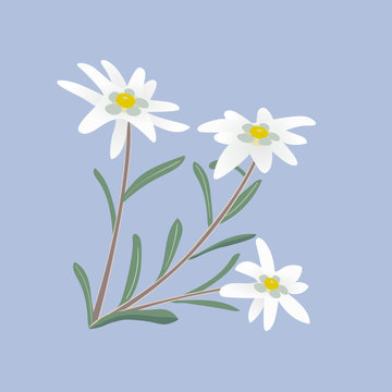 Edelweiss. Flowers and leaves.