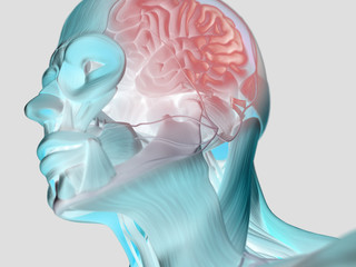 Anatomy head muscles and brain. 3D illustration.