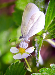 Butterfly on a flower