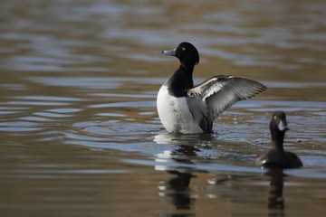 Tufted duck (Aythya fuligula) on the water.