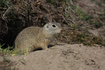 Naklejka na ściany i meble European ground squirrel (Spermophilus citellus) peeks from the burrow.