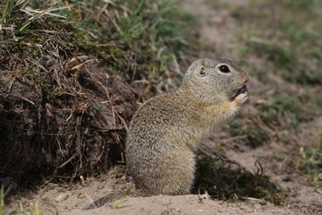 Naklejka na ściany i meble European ground squirrel (Spermophilus citellus) near its burrow.