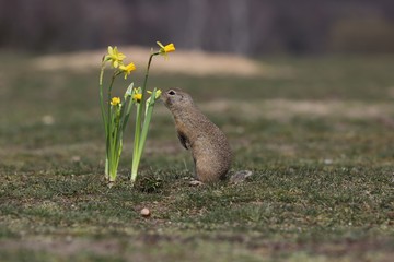 Naklejka na ściany i meble European ground squirrel (Spermophilus citellus) sniffs a flower (yellow narcissus).