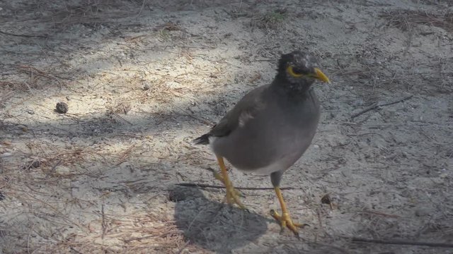 Common Myna  bird.