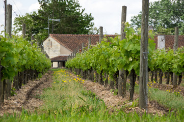 Fototapeta na wymiar Vineyard in french village