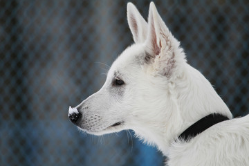 White swiss shepherd dog puppy