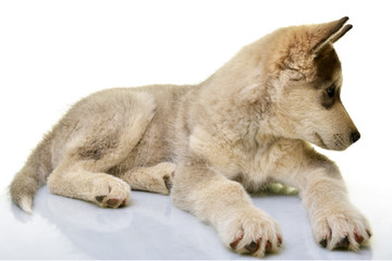 Alaskan malamute