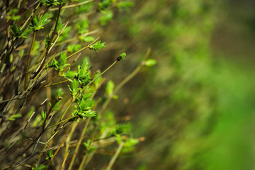 blurred spring background, young branches with leaves and buds