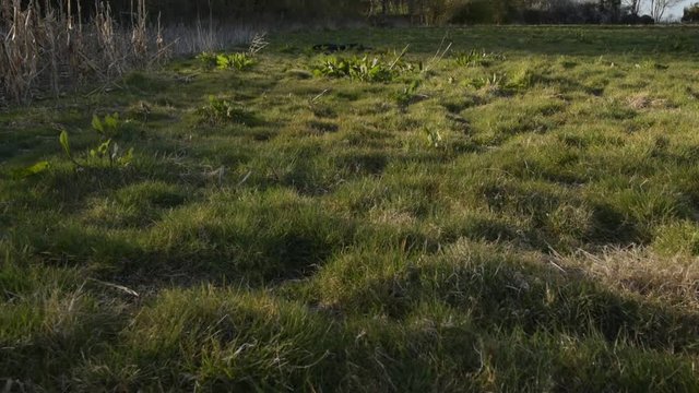 Man Inspects Crops For Crop Damage