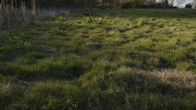 Man Inspects Crops For Crop Damage
