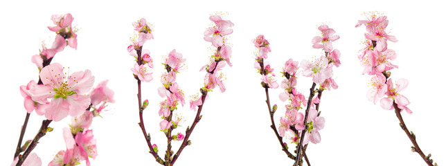 Spring flowers. Almond tree blossoms green leaves