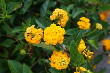 Yellow lantana flowers