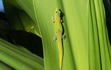 Green lizard camouflaging on green tropical leaves