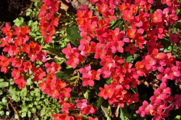 Pink kalanchoe flowers