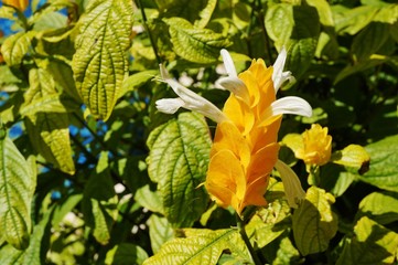 Yellow flowers of the Golden Shrimp plant (Pachystachys Lutea)