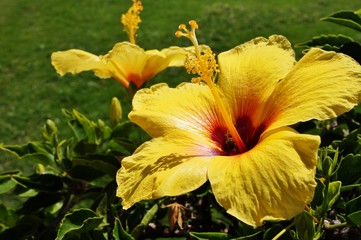 Yellow hibiscus flower in bloom