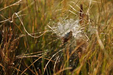 Araña en su tela