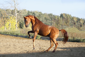 chestnut arab horse plays in paddock