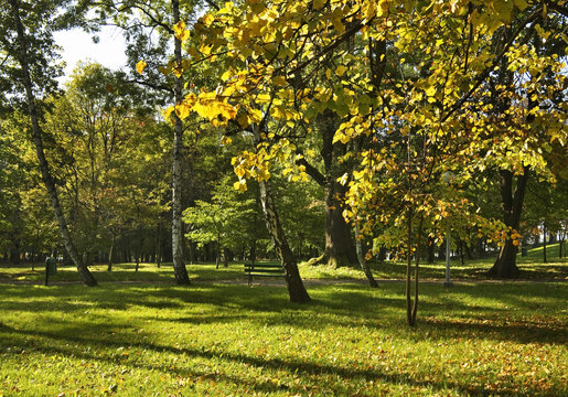 Park in Dabrowa Tarnowska. Poland