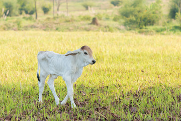 Obraz na płótnie Canvas Calf in the pasture.