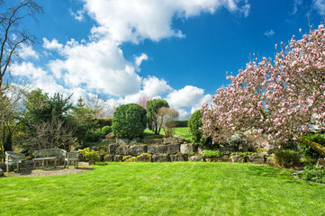 Blossoming of magnolia tree in garden