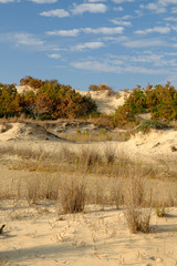 Scrub Brush and smaller trees growing on the sand dunes