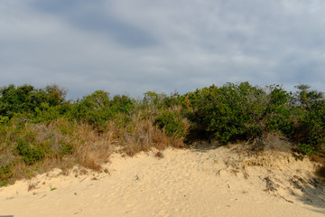 Scrub Brush and sand dunes on Cape Hatteras