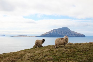 Obraz premium The nature of the Faroe Islands 