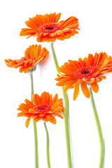 Orange gerbera flowers on white arrangement