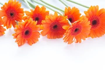 Fototapete Gerbera Orange gerbera flowers on white arrangement