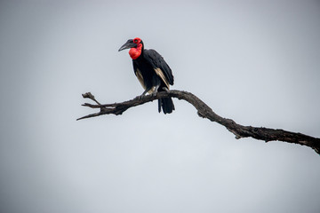 Southern ground hornbill in the Kruger National Park, South Africa.