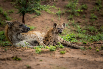 Obraz premium Spotted Hyena cub with mother in the Kruger National Park, South Africa.