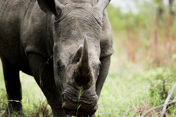 Naklejka premium Starring White rhino in the Kruger National Park, South Africa.