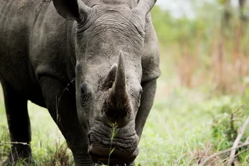Photo sur Aluminium Rhinocéros Avec le rhinocéros blanc dans le parc national Kruger, Afrique du Sud.